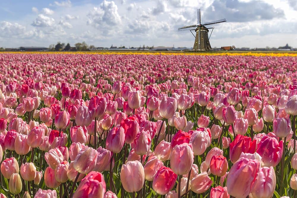 Kleurrijke tulpenvelden in Nederland